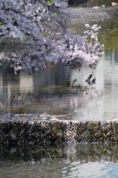 夙川公園の桜