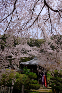 地福寺・子安地蔵尊のしだれ桜