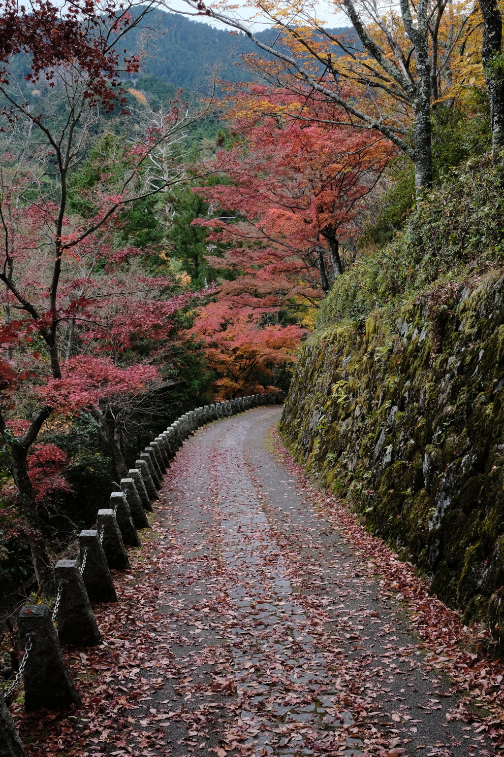 吉野の紅葉