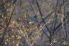 河川敷の野鳥：ムクドリ