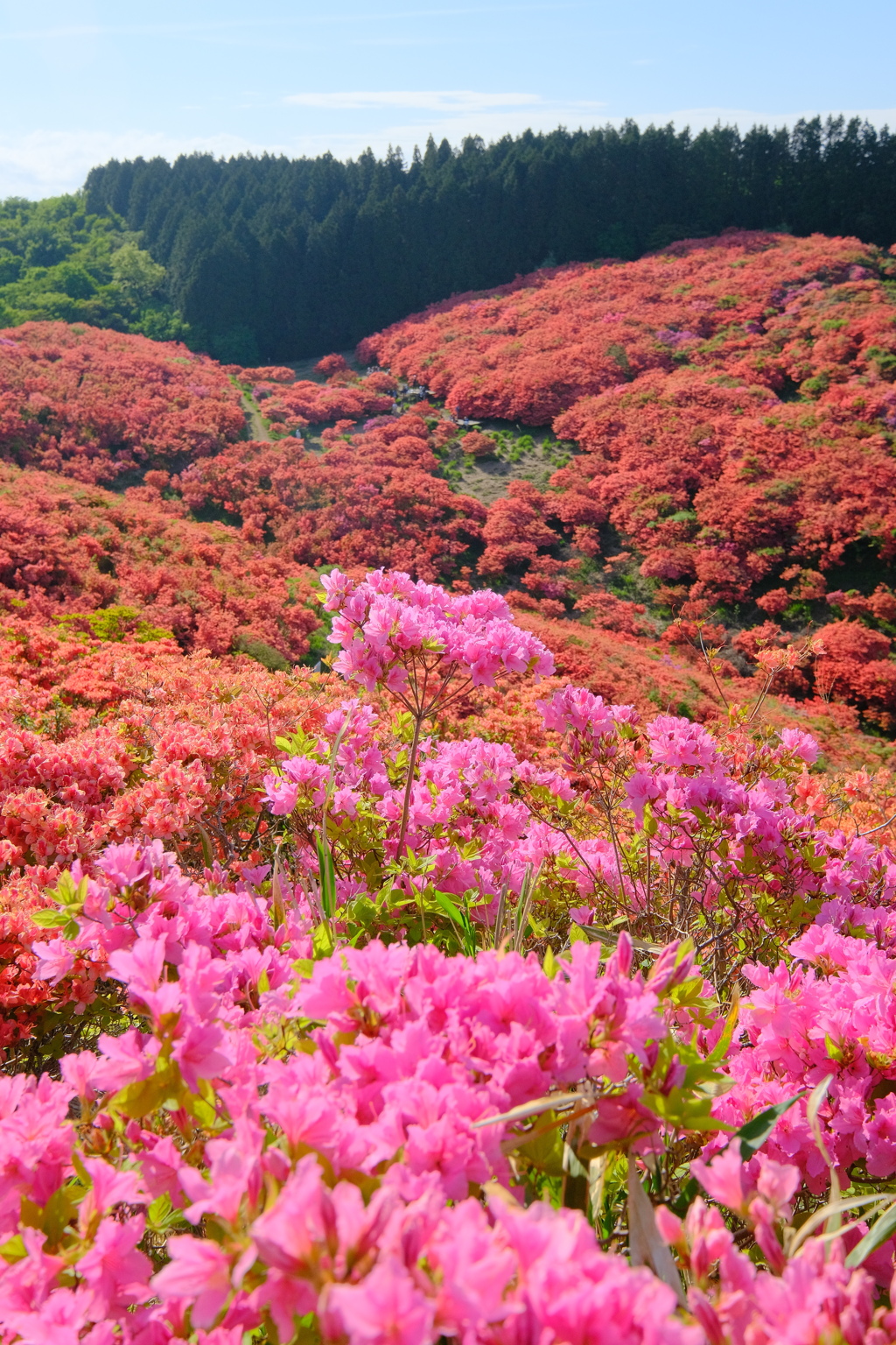葛城山のつつじ