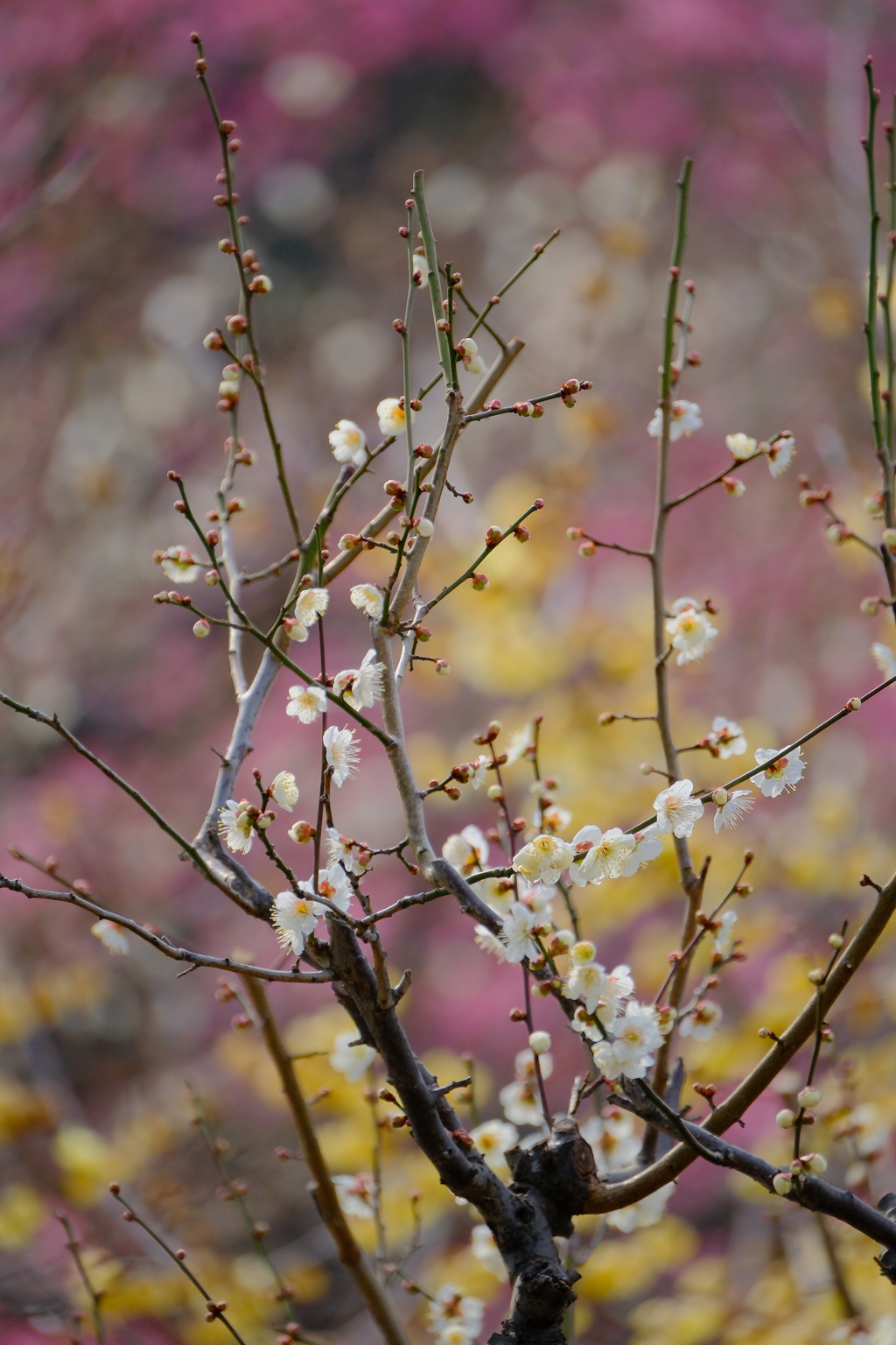 梅花爛漫