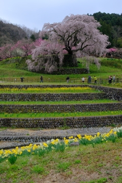 又兵衛桜(本郷の瀧桜)