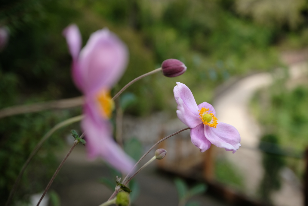 秋明菊