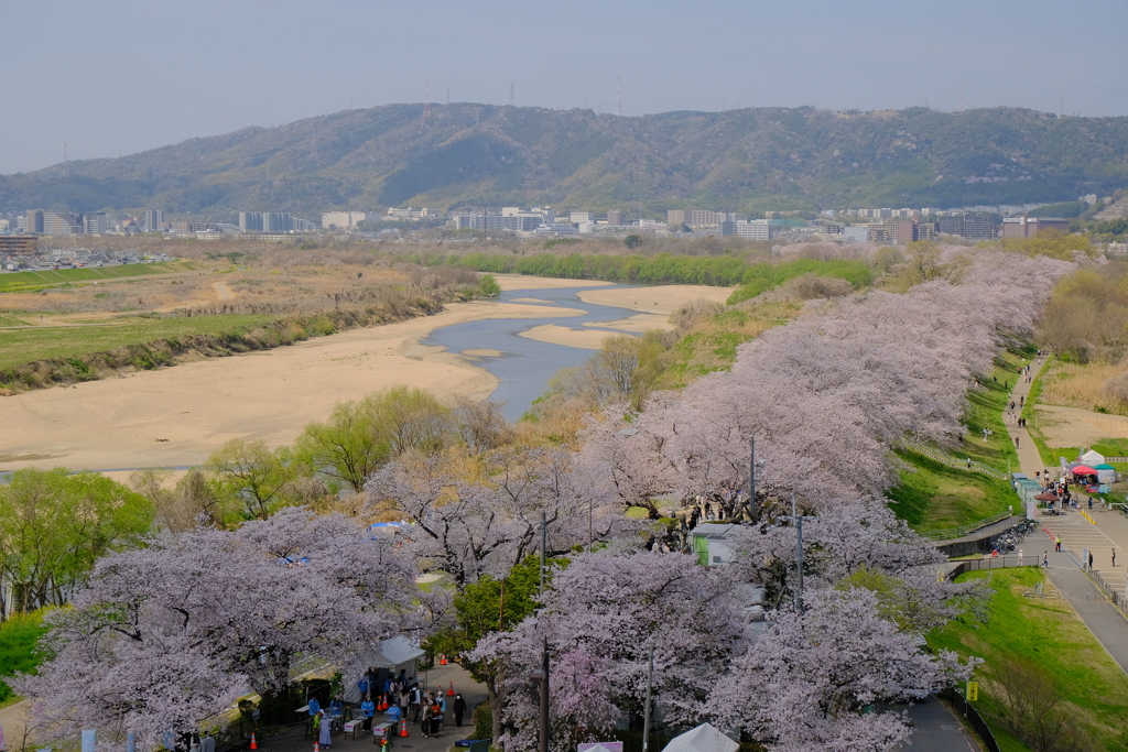 背割堤の桜