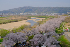 背割堤の桜