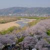 背割堤の桜