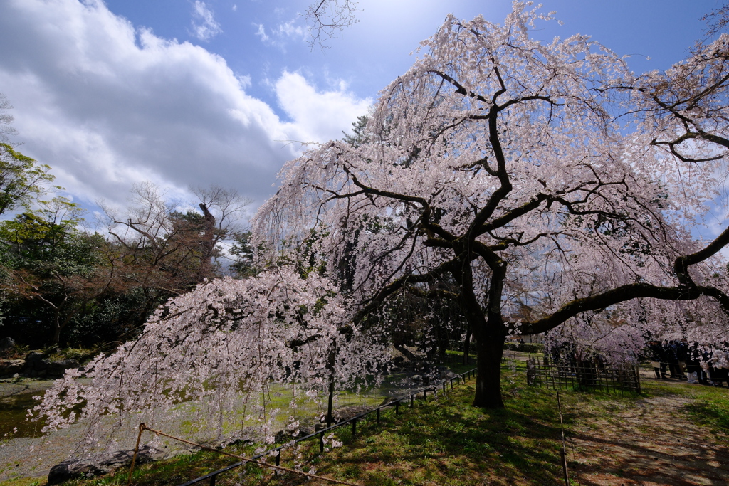 近衛邸跡の枝垂桜