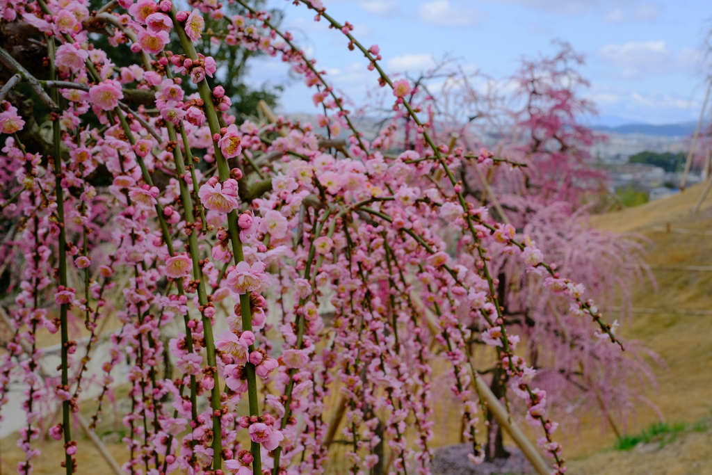 三室戸寺の枝垂れ桜