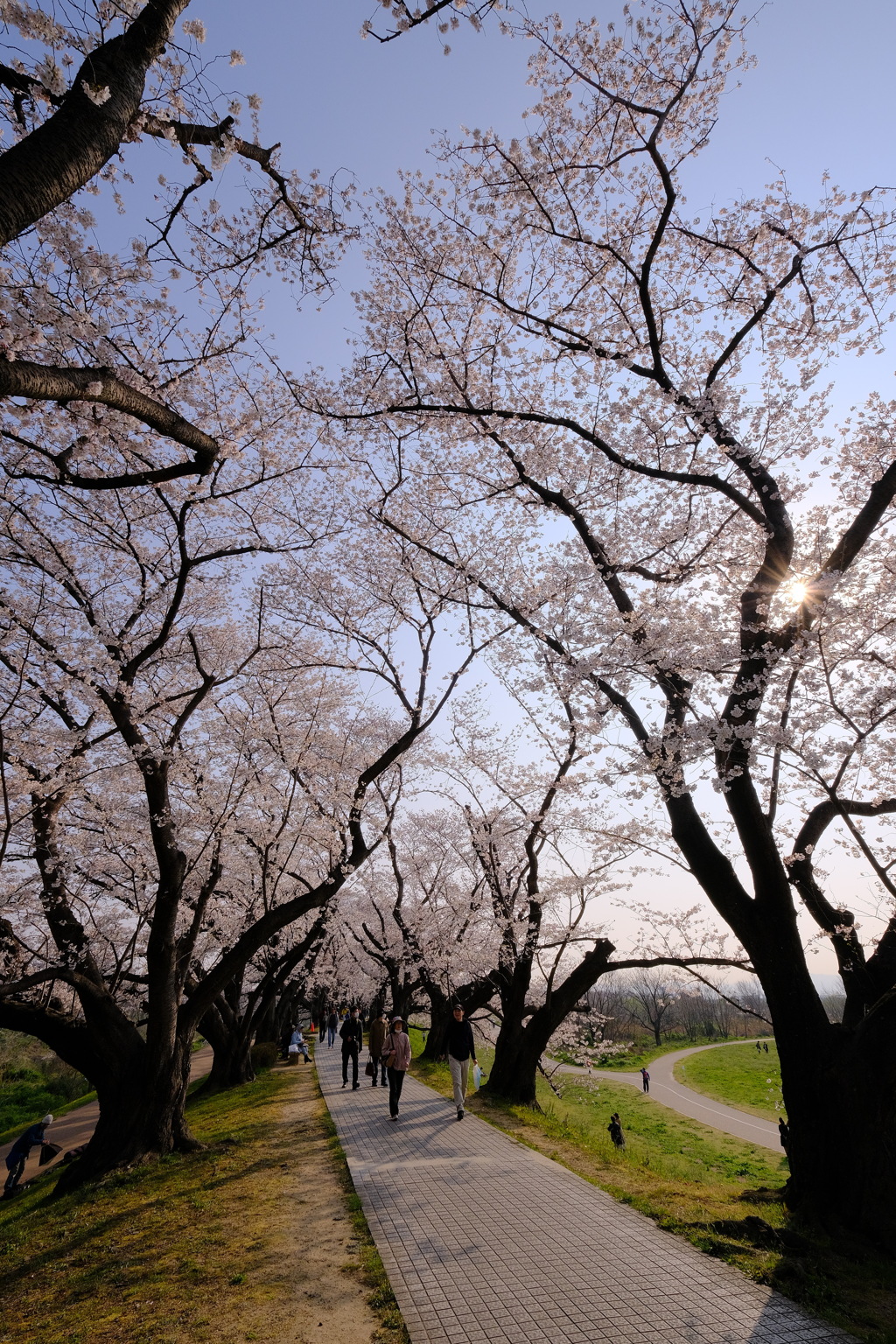 背割堤の桜