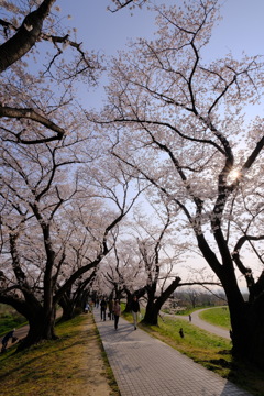 背割堤の桜