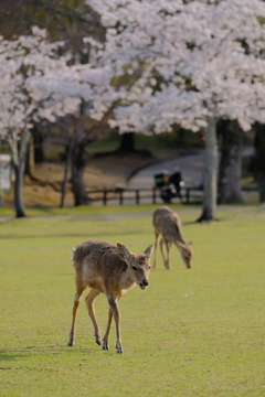 奈良公園の春