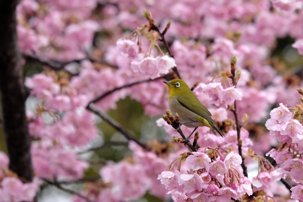 河津桜にメジロ