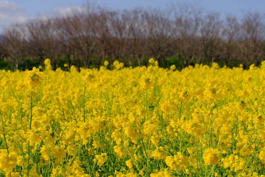 満開の菜の花