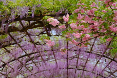 葛井寺の藤