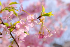 満開の河津桜