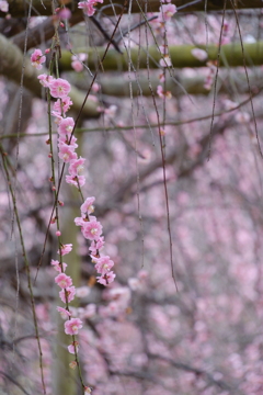 大和郡山城跡の梅
