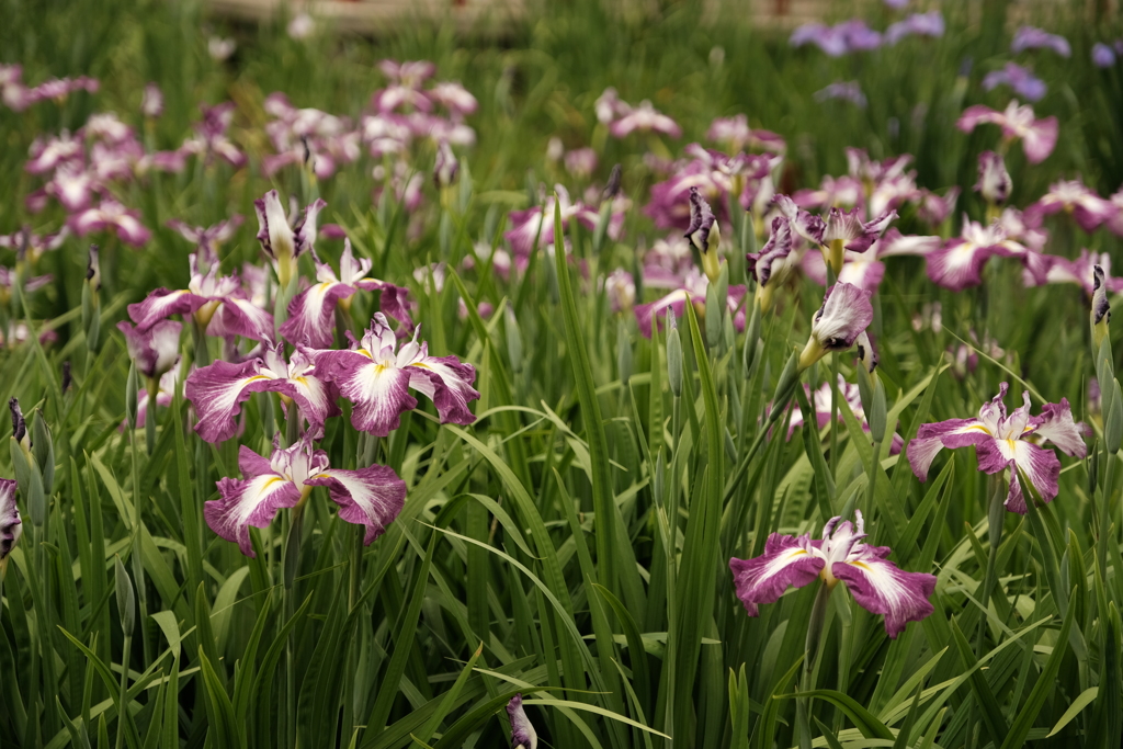 城北菖蒲園