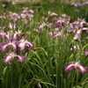 城北菖蒲園