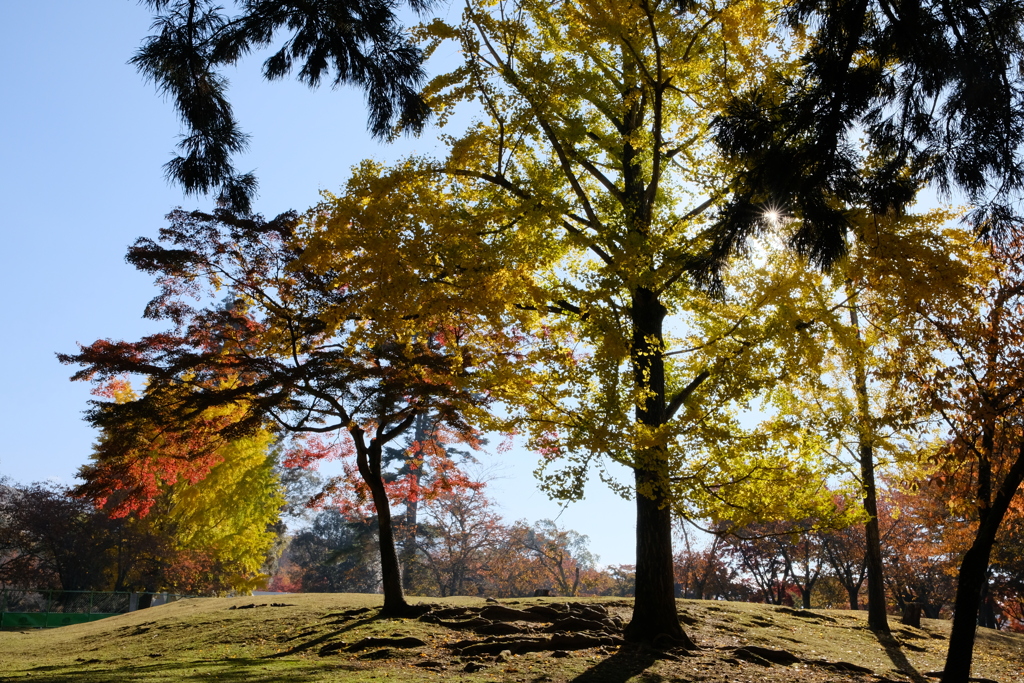 奈良公園の紅葉