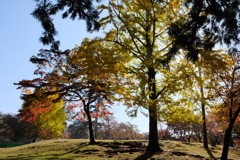 奈良公園の紅葉