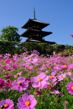 法起寺のコスモス