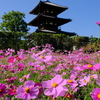 法起寺のコスモス