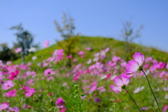 藤ノ木古墳のコスモス