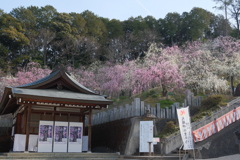 大縣神社梅園