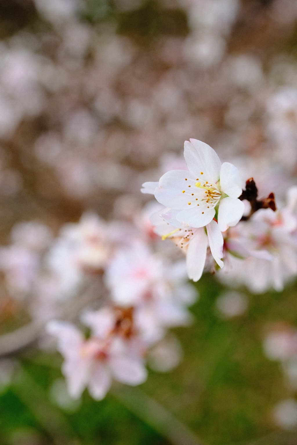 冬桜