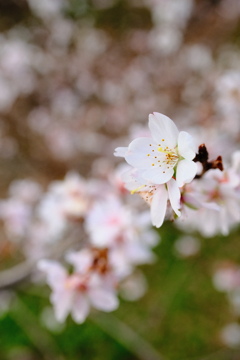 冬桜
