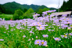 北山友禅菊