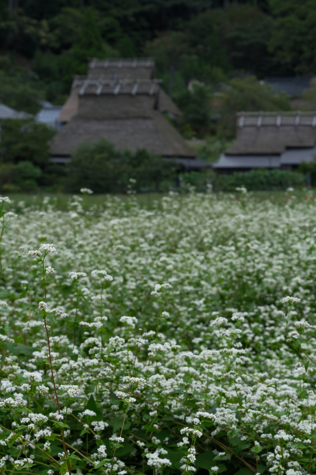 蕎麦の里