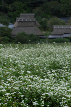 蕎麦の里