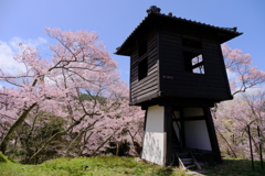 太鼓櫓と桜