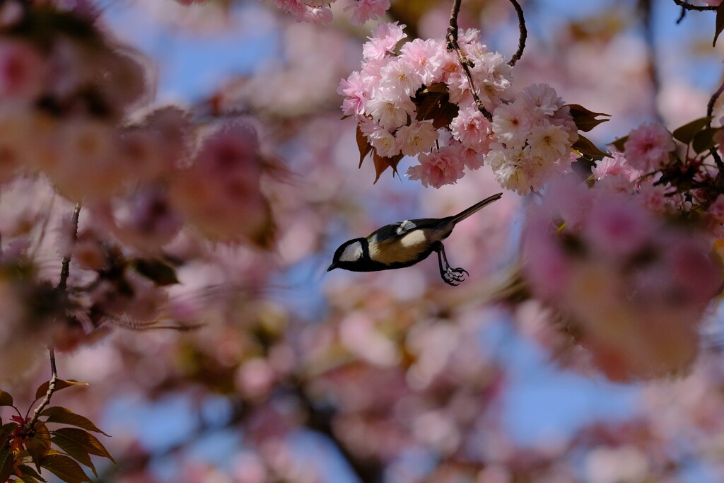 桜にシジュウカラ