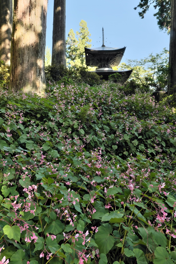 岩湧寺の秋海棠
