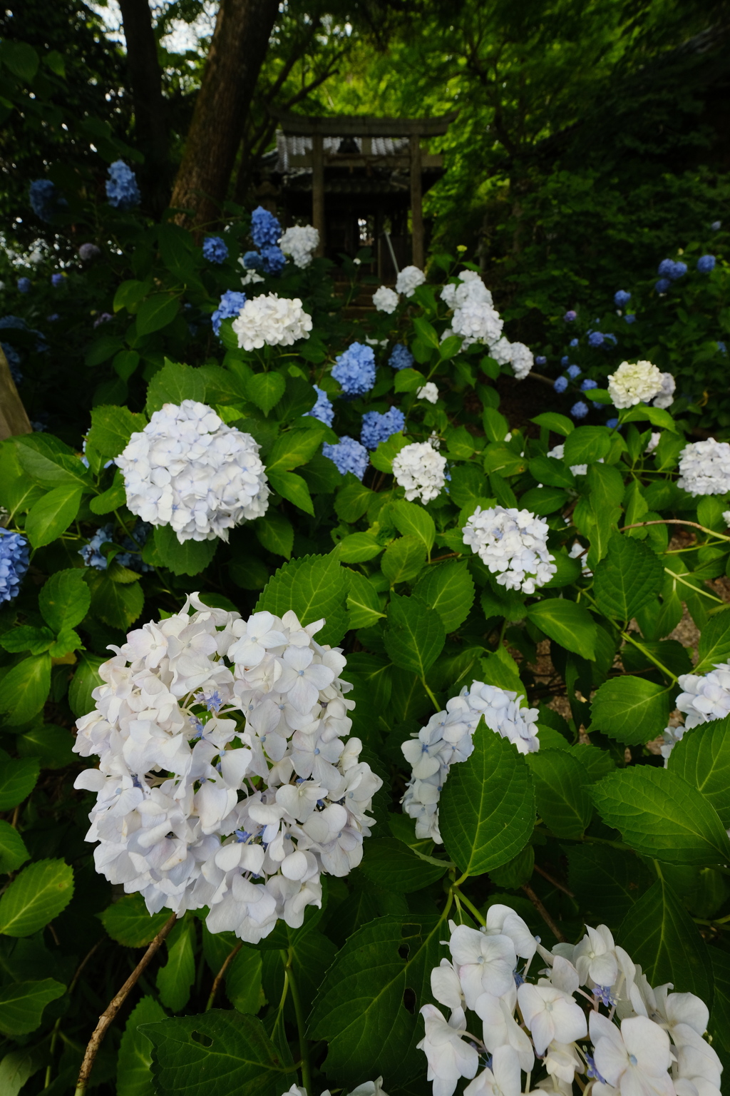 紫陽花
