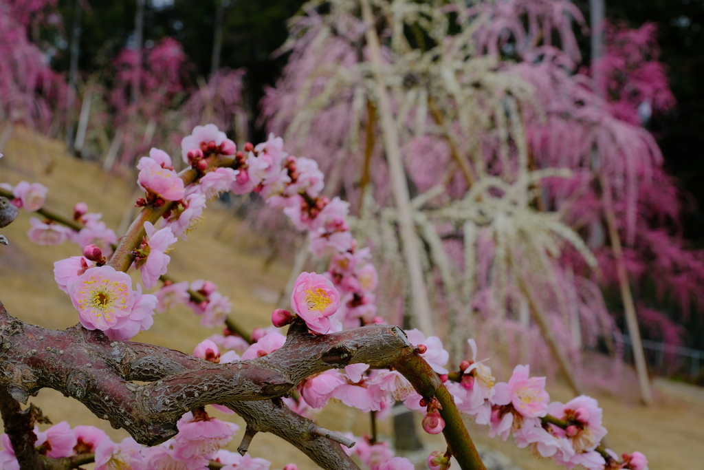 三室戸寺の枝垂れ桜