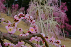 三室戸寺の枝垂れ桜