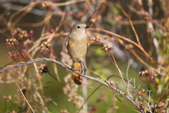 今日の鳥果;ショビコ