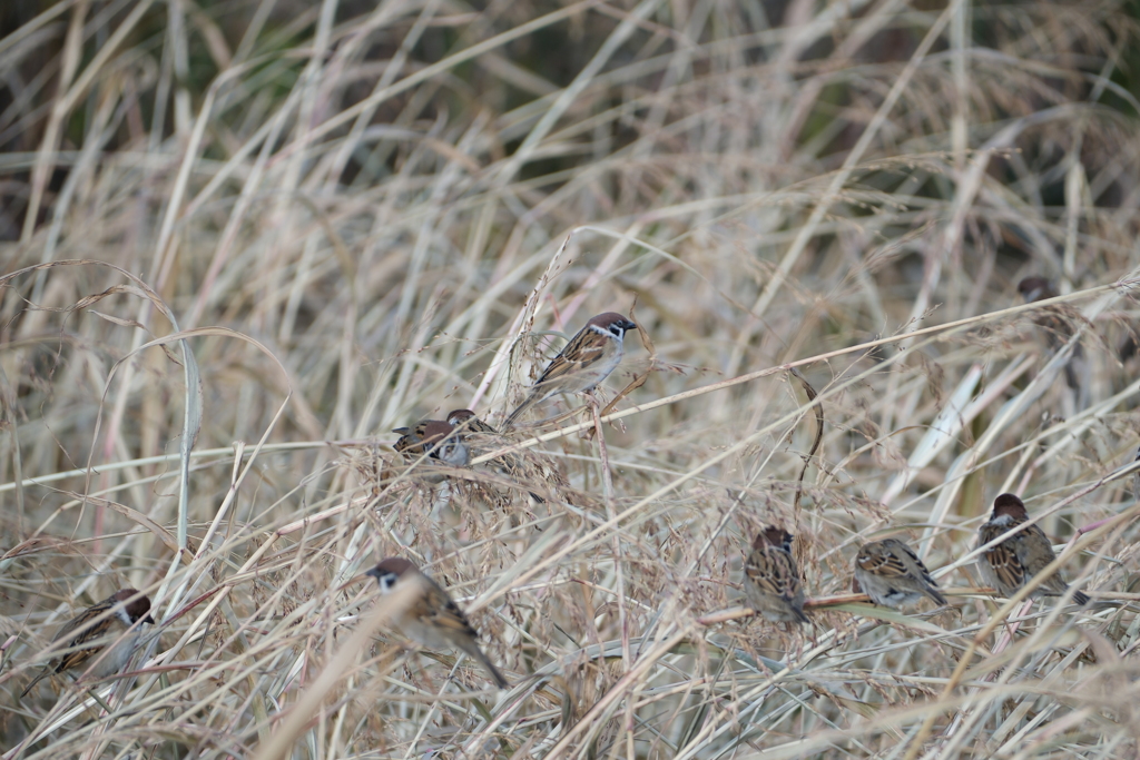 河川敷の野鳥：スズメ