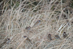 河川敷の野鳥：スズメ