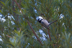 本日の鳥果；シジュカラ