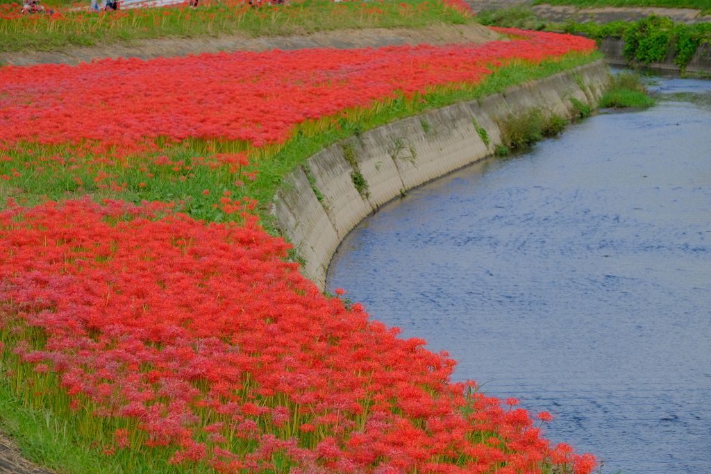矢勝川堤の彼岸花