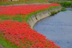 矢勝川堤の彼岸花