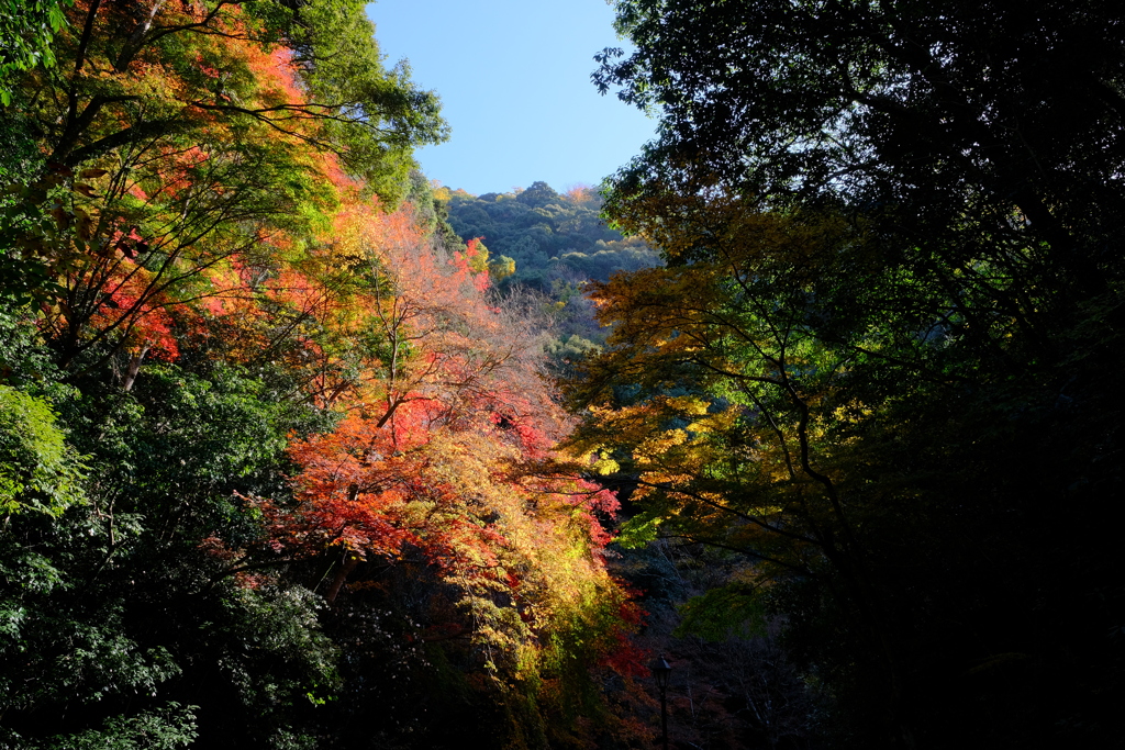 箕面公園の紅葉