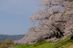 背割堤の桜