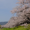 背割堤の桜