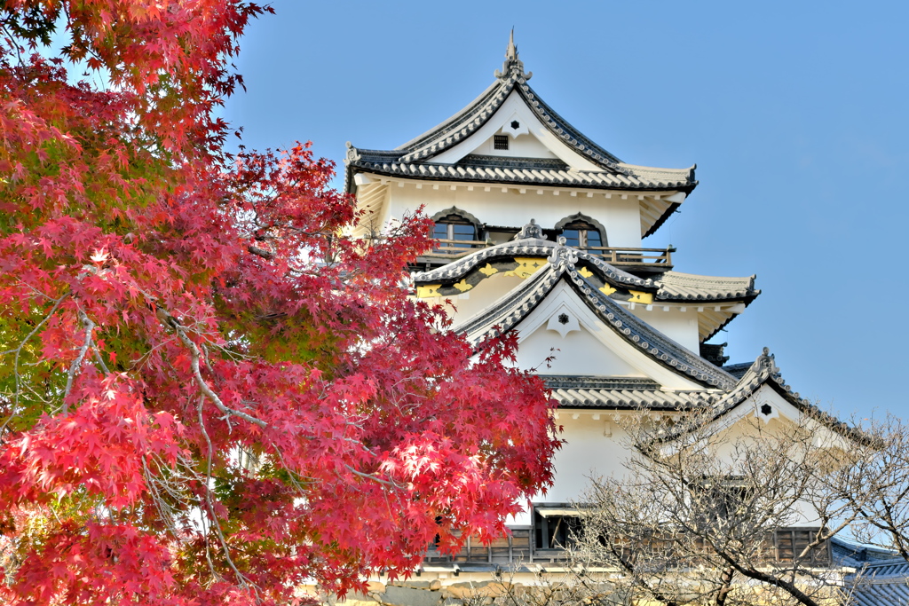 紅葉の彦根城